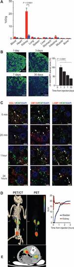 Alexa Fluor 488 Antibody in Immunohistochemistry (IHC)