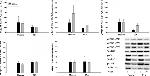 Perilipin A/B Antibody in Western Blot (WB)