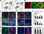 iNOS Antibody in Flow Cytometry (Flow)