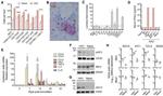 CD8a Antibody in Immunohistochemistry (IHC)