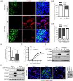 E-cadherin Antibody in Immunocytochemistry (ICC/IF)