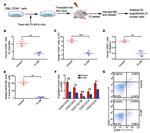 CD45 Antibody in Flow Cytometry (Flow)