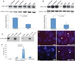 CD82 Antibody in Immunoprecipitation (IP)