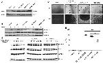 HA Tag Antibody in Western Blot (WB)