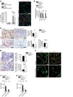 F4/80 Antibody in Flow Cytometry (Flow)