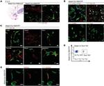 Ly-6A/E (Sca-1) Antibody in Flow Cytometry (Flow)