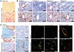 CD31 Antibody in Immunocytochemistry, Immunohistochemistry (ICC/IF, IHC)