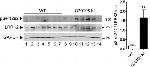 GAPDH Antibody in Western Blot (WB)