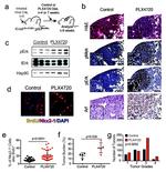 BrdU Antibody in Immunohistochemistry (IHC)