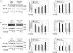 ZO-1 Antibody in Western Blot (WB)