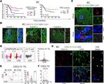 CD4 Antibody in Immunohistochemistry (IHC)