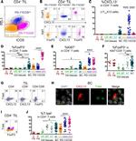 CD279 (PD-1) Antibody in Flow Cytometry (Flow)