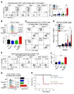 CD90.1 (Thy-1.1) Antibody in Flow Cytometry (Flow)