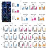 CD8a Antibody in Flow Cytometry (Flow)