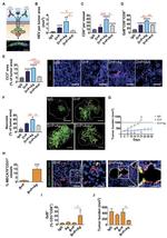 CD8a Antibody in Flow Cytometry (Flow)