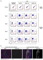 CD57 Antibody in Immunohistochemistry, Flow Cytometry (IHC, Flow)