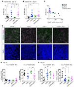 F4/80 Antibody in Flow Cytometry (Flow)