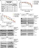 Phospho-FAK (Tyr861) Antibody in Western Blot (WB)