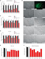 TRA-1-60 (Podocalyxin) Antibody in Flow Cytometry (Flow)