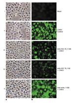 HSC70 Antibody in Neutralization (Neu)