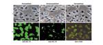 HSC70 Antibody in Immunocytochemistry, Immunohistochemistry (ICC/IF, IHC)