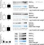 ATP1B1 Antibody in Western Blot (WB)