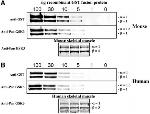 GSK3 alpha/beta Antibody in Western Blot (WB)