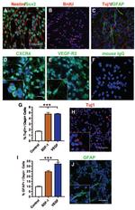 CD309 (FLK1) Antibody in Immunocytochemistry (ICC/IF)