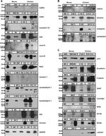 Endophilin Pan Antibody in Western Blot (WB)