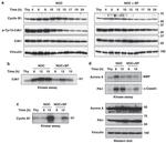 PLK1 Antibody in Western Blot (WB)