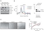 SMAD2 Antibody in Western Blot (WB)