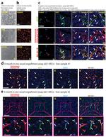 CD31 (PECAM-1) Antibody in Immunocytochemistry (ICC/IF)