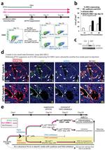 CD31 (PECAM-1) Antibody in Flow Cytometry (Flow)