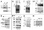 Ubiquitin Antibody in Western Blot (WB)