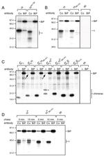 TRAC Antibody in Western Blot (WB)