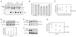 TRAC Antibody in Immunoprecipitation (IP)