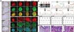 TRA-1-81 (Podocalyxin) Antibody in Immunocytochemistry, Immunohistochemistry (ICC/IF, IHC)