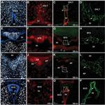 Occludin Antibody in Immunohistochemistry (Frozen) (IHC (F))