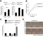 BrdU Antibody in Flow Cytometry (Flow)