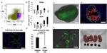 CD9 Antibody in Flow Cytometry (Flow)