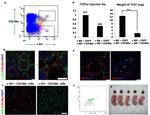 CD140a (PDGFRA) Antibody in Flow Cytometry (Flow)