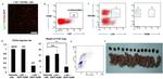 CD140a (PDGFRA) Antibody in Flow Cytometry (Flow)