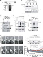 E-cadherin Antibody in Western Blot (WB)