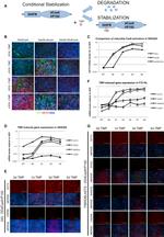 OCT4 Antibody in Immunocytochemistry (ICC/IF)