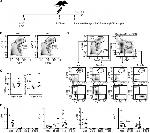 CD3 Antibody in Flow Cytometry (Flow)