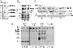 MTCO1 Antibody in Western Blot (WB)