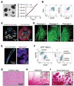 CD201 (EPCR) Antibody in Flow Cytometry (Flow)