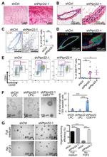 CD61 (Integrin beta 3) Antibody in Flow Cytometry (Flow)