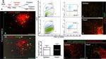 CD117 (c-Kit) Antibody in Flow Cytometry (Flow)