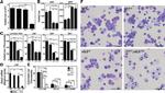 CD48 Antibody in Flow Cytometry (Flow)